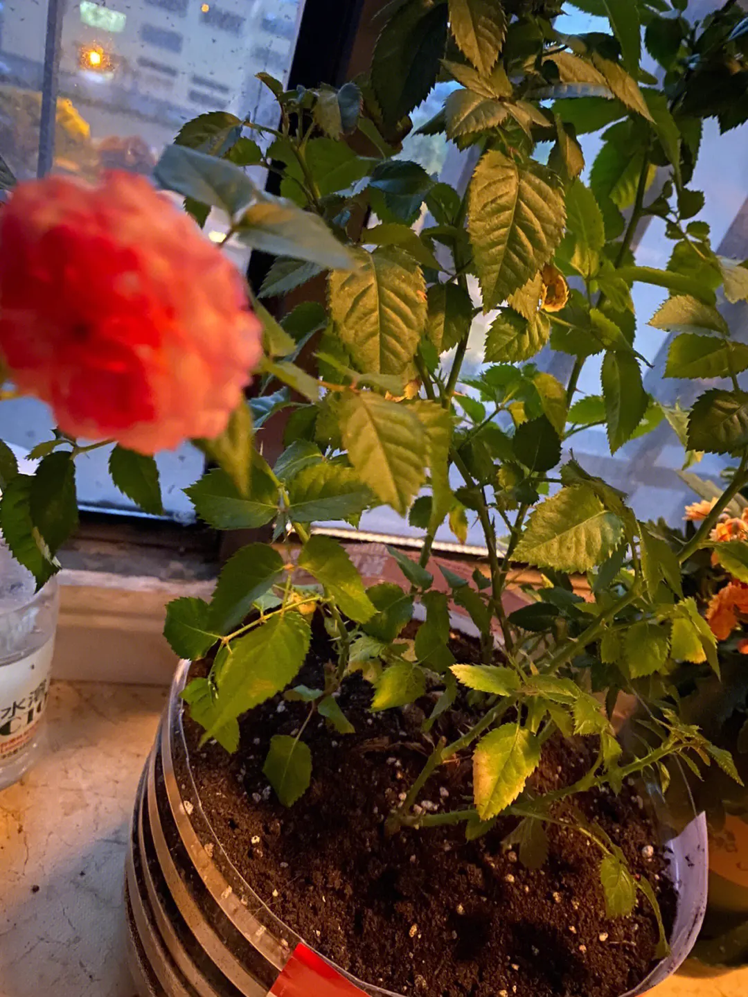 玫瑰花怎么养才不会枯萎
