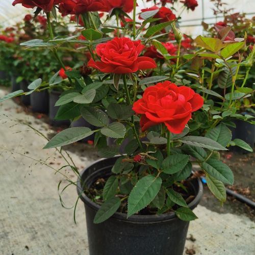 玫瑰花怎么养