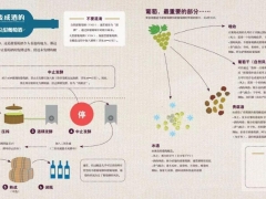 葡萄酒制作全过程