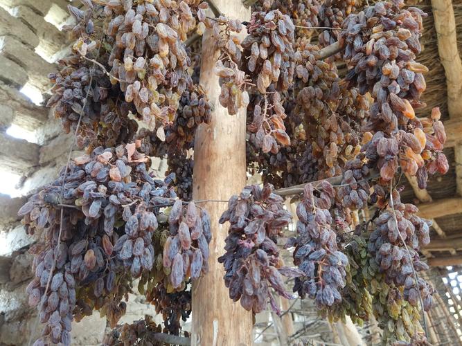 晾干架上的葡萄