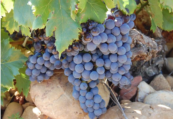 葡萄酒怎么做？手把手教你从葡萄到佳酿，在家复刻高级感！